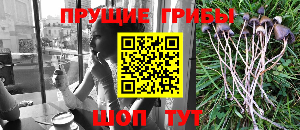 Галлюциногенные грибы Psilocybine cubensis Шатура